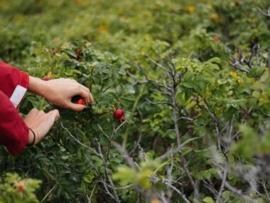 fruit picking jobs in Canada